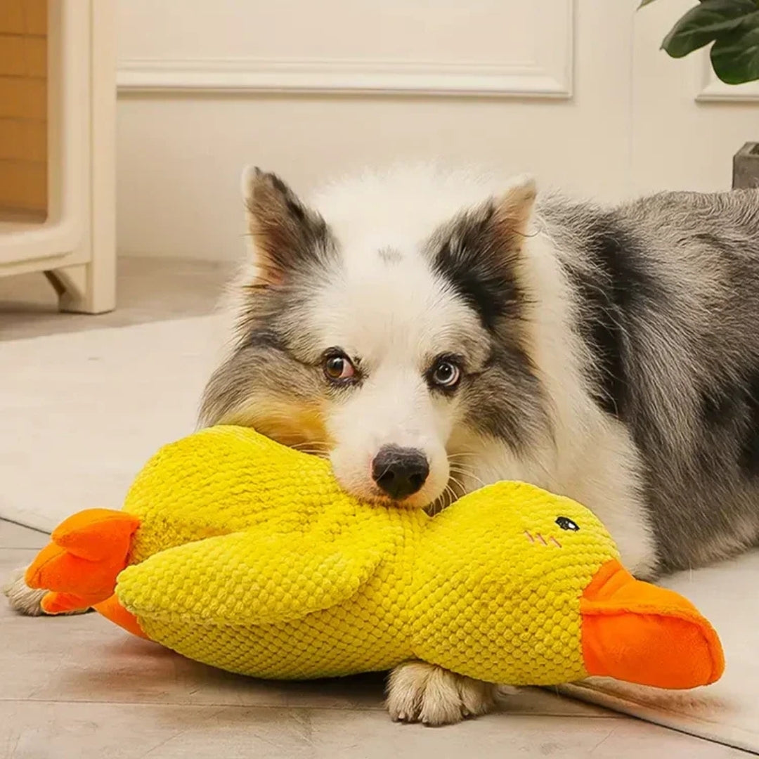 Hond met een gele pluche eend op de vloer