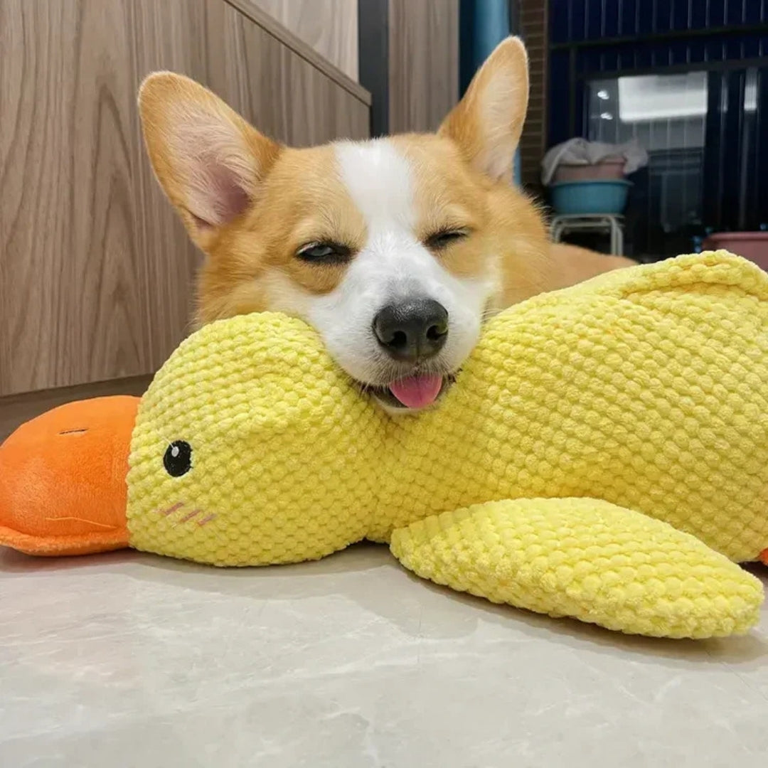 Hond met een gele pluche eend op een licht kussen