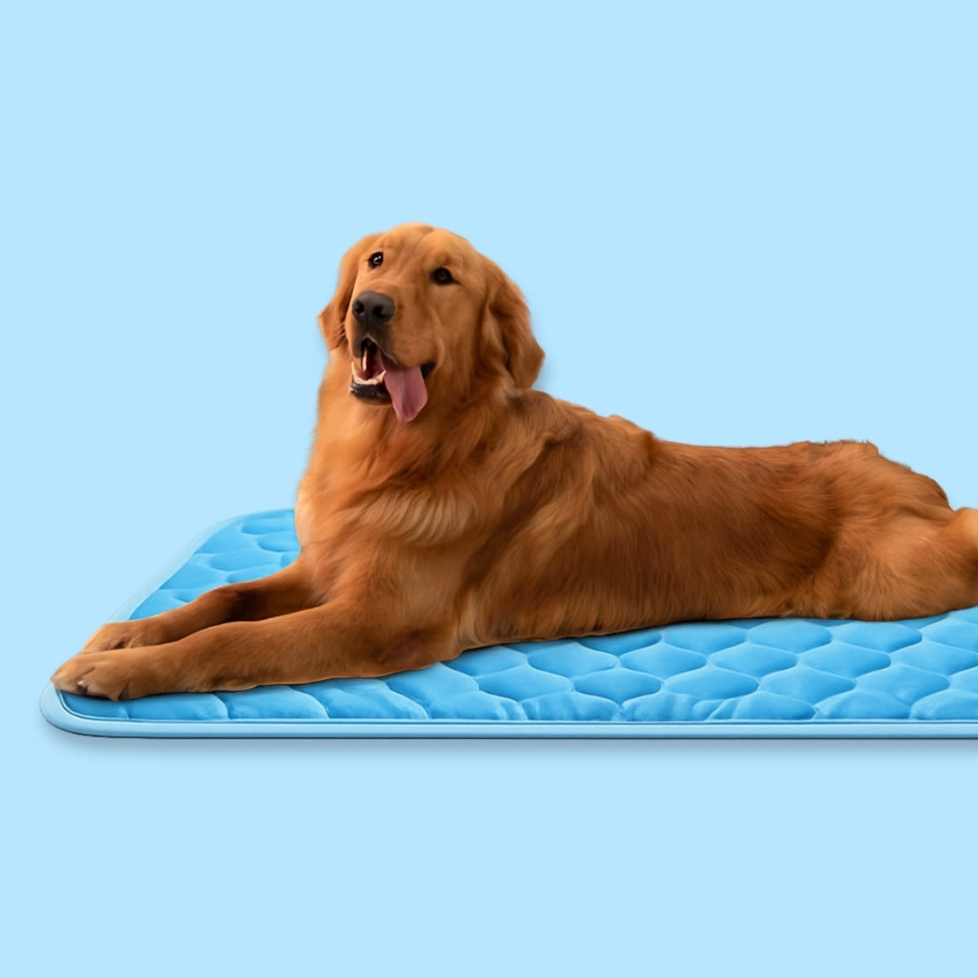 Hond op een lichtblauwe huisdierenmat