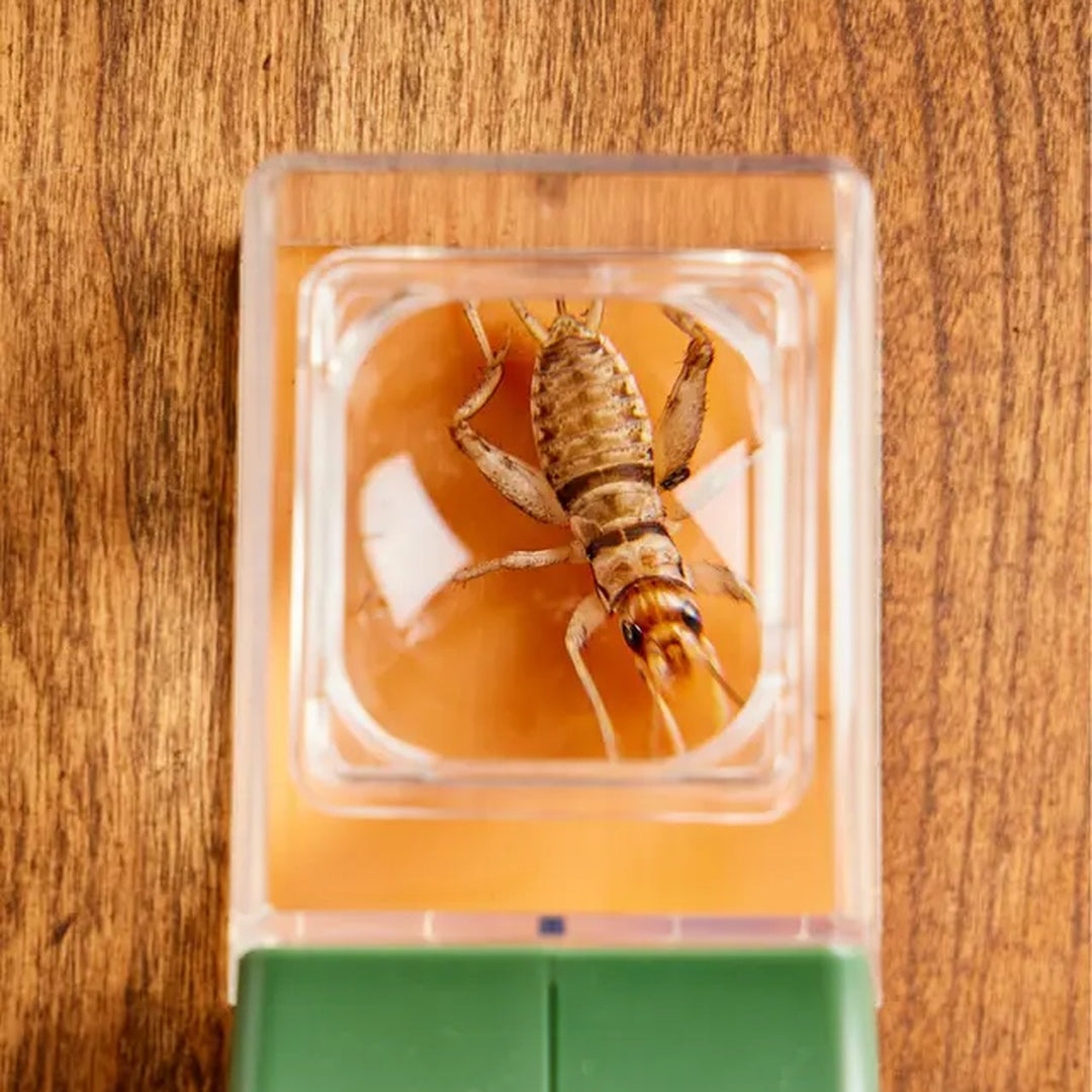 QuickCatch™ | Verwijder Insecten Zonder Problemen.