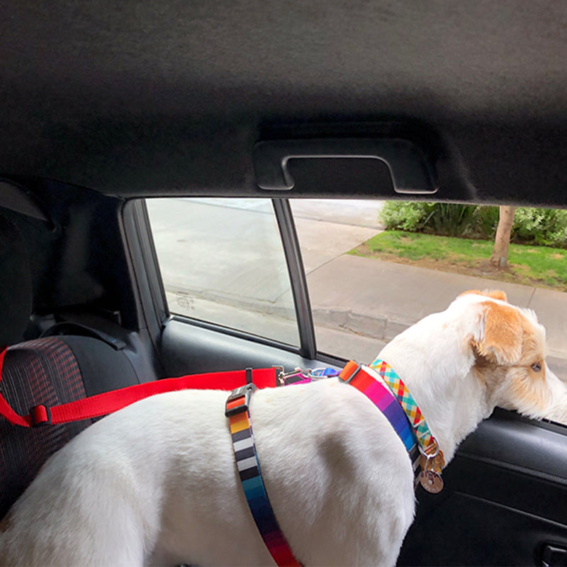 DogBelt™ | Altijd veilig onderweg met je viervoeter!