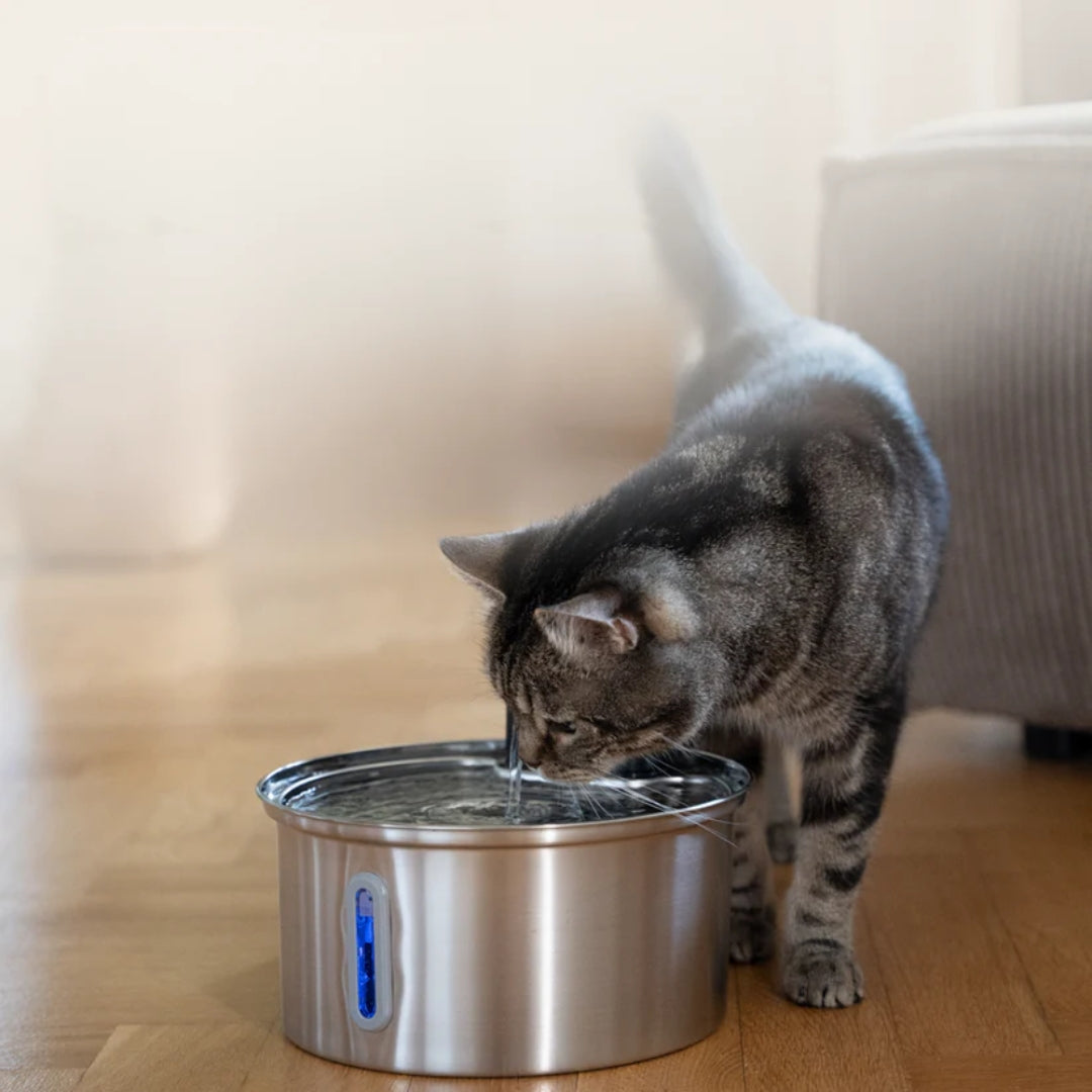 Grijze kat drinkt uit een ronde kattenfontein