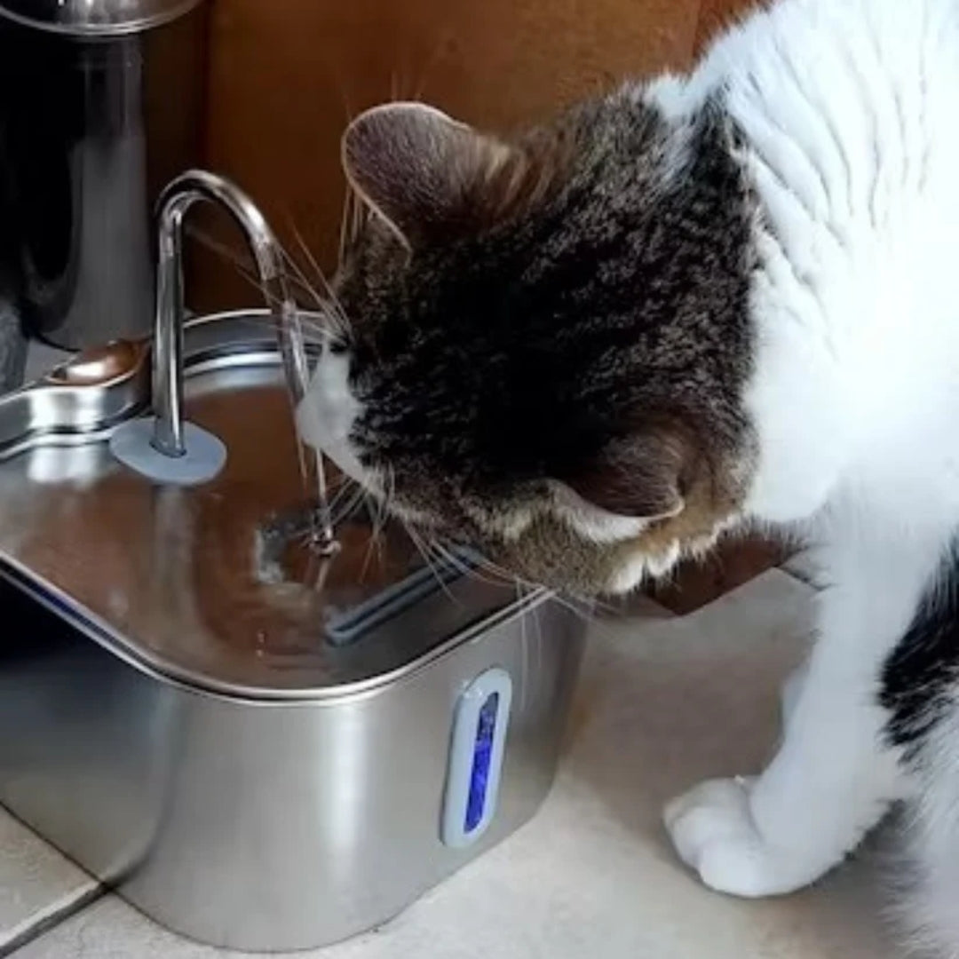 Detail van een kat die uit de ronde fontein drinkt