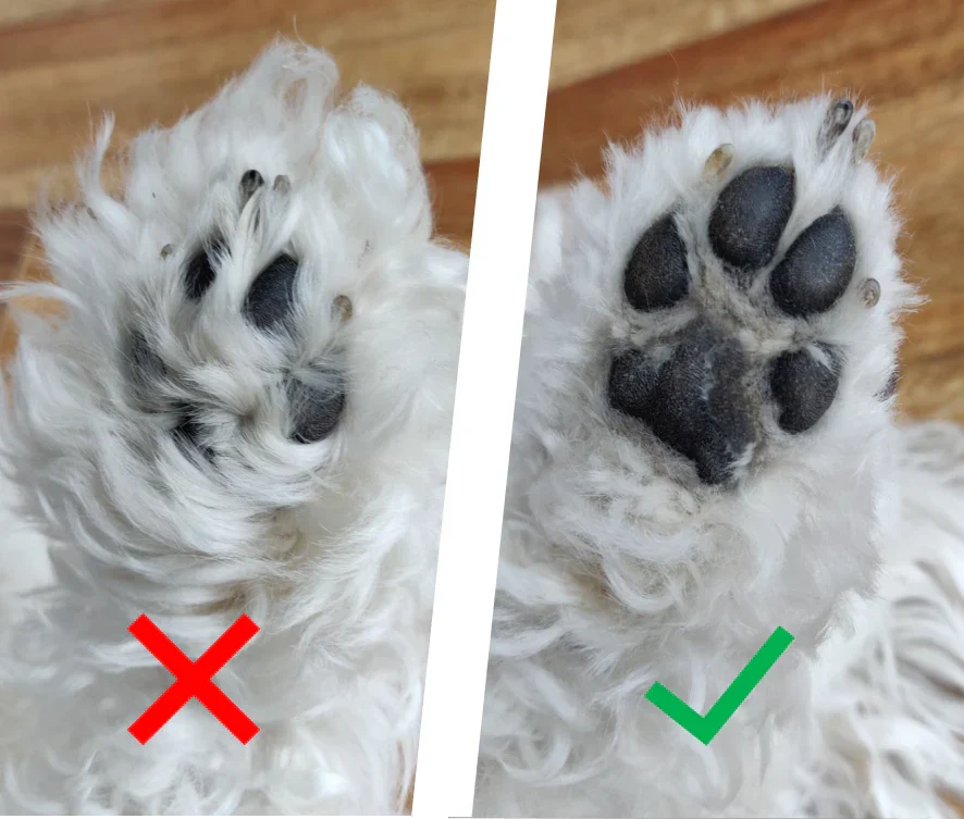 PetTrim™ | Veilig en Comfortabel Thuis Trimmen!